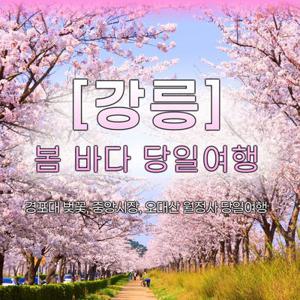 [당일여행] 경포대 벚꽃, 중앙시장, 오대산 월정사