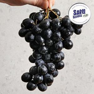 20brix 초고당도 블랙 세이블포도 스윗사파이어포도 2종 1kg 2kg 씨없는포도 블랙머스캣