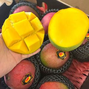 [팜보스]달콤함 가득 열대과일 프리미엄 애플망고 골드망고 무지개망고 선택