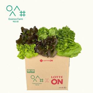[APP전용]에상스팜 유러피안 샐러드야채 모듬쌈 로메인 상추 버터헤드 바타비아 크리스탈 1kg