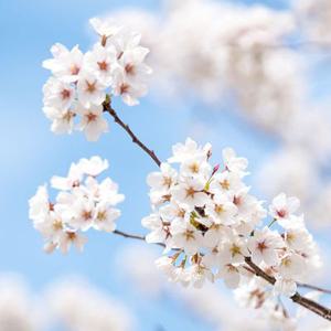 [여행가는달] 최종가 18,440원~ 서천 장항스카이워크솔길+문헌서원+공주 나태주풀꽃문학관+제민천벚꽃카페거리