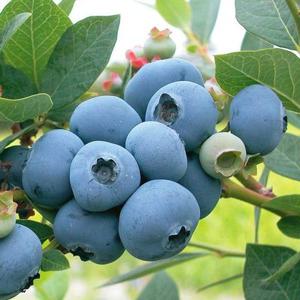 코빌 블루베리나무 2년생 포트 묘목 북부하이부시 만생대과종 정원과일나무 노지월동(같이가치농원)