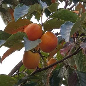 감나무묘목 대봉 둥시 차량단감 접목1년