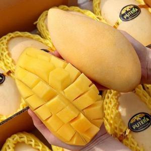 [항공직송] 태국 골드망고 남독마이 4kg 8-12과 대과사이즈
