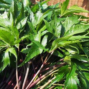 국산 생 당귀 1kg 내외 당귀잎 쌈당귀 쌈채소 샐러드