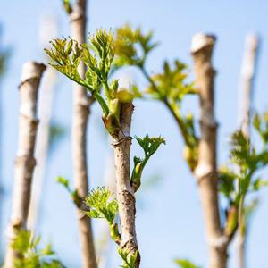 참두릅 묘목 모종 2년생 10개 순창 신구 가시 두릅나무