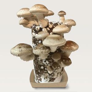 [해담은농장] 버섯키우기 키트 표고버섯 배지 국산 유기농표고 수확배지 받침대포함