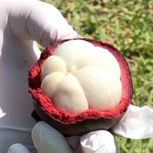 망고스틴 태국 생과 생망고스틴 항공직송 1KG