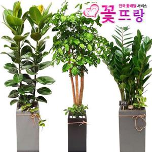 개업화분 전국당일꽃배달 행운목 금전수 녹보수 황금죽 전국당일꽃배달