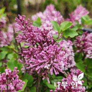 [나무인]	미스김라일락 활착율이 좋은 포트묘