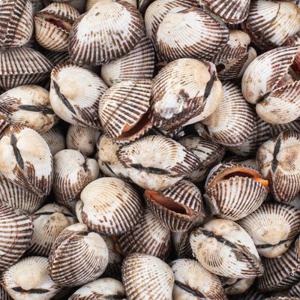 [APP전용] 특대 새꼬막 2kg/4kg (kg당 15-20미)