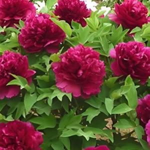 백원홍화 겹꽃 목단 나무 묘목 개화주 3지 모란 봄꽃 조경나무 (같이가치농원)