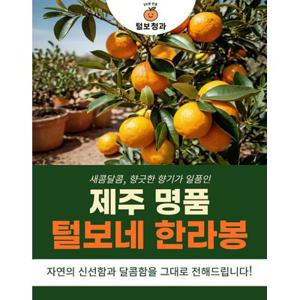 [털보네]제주 명품 한라봉 당도선별13브릭이상 보장 선물용 3kg,5kg  가정용