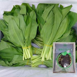 강원도 인제 명이나물 산마늘 2kg+간장절임소스 잎명이 줄기명이 대명이