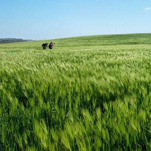 [여행가는달] KTX 고창 부안 청보리밭 기차여행 / 당일