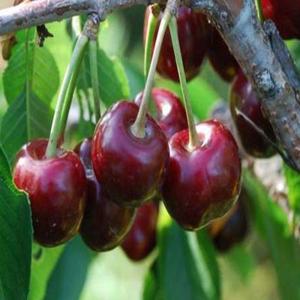 체리나무묘목 라핀(자가수정) 러시아8호 옥타비아 스위트하트(자가수정) 레기나 레이니어(노란체리) 타이톤