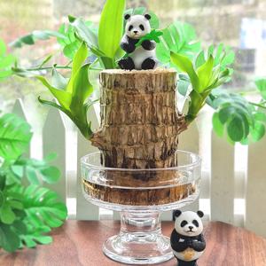 행운목 수경재배 판다 피규어 세트