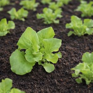 유럽상추 모종 버터헤드 유러피안 샐러드 쌈채소