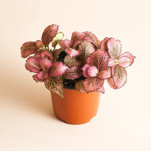 레드스타 소형 반려 식물 휘토니아 피토니아