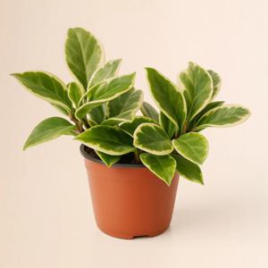 벨라가든 호야 실내공기정화 행잉 인테리어 플랜테리어 키우기 쉬운 반려식물