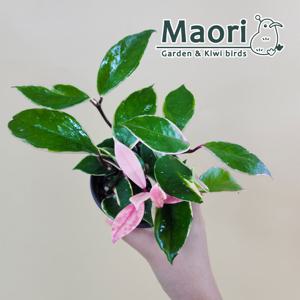 환희호야 꽃피는식물 소품 실내공기정화 반려식물