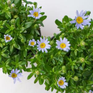 페르시아 소품 청화국 청하국 블루 데이지 국화 꽃 모종