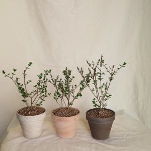 미스김 라일락 M size / L size - 토분 3color