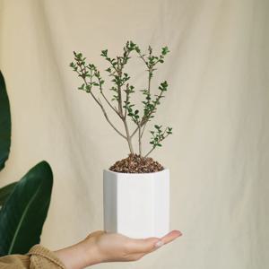 미스김 라일락M - 육각 세라믹