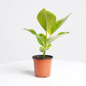 뱅갈고무나무 키우기쉬운 실내공기정화식물 인테리어식물 소형 모종
