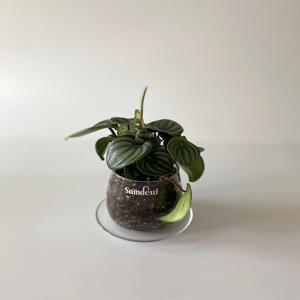 수박페페 유리화분 키우기 쉬운 실내 공기정화 인테리어 식물 플랜트