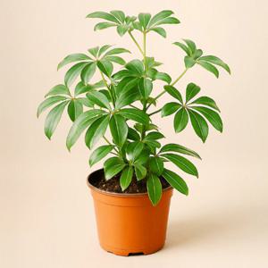 홍콩야자 쉐프렐라 미니식물 실내공기정화식물