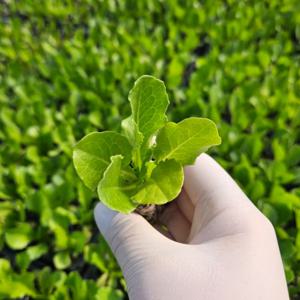 로메인 상추 모종 청로메인 적로메인 유럽상추 유러피안 샐러드 쌈채소