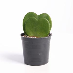 하트호야 미니다육 하트다육이 더블하트 다육식물