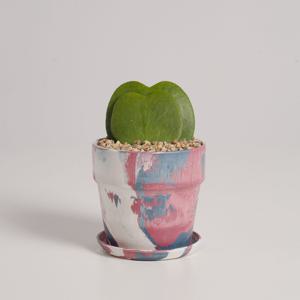 하트호야 누아누아 캔디샤워 실내공기정화식물 소형