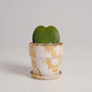 하트호야 누아누아 솔티드치즈 실내공기정화식물 소형