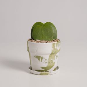 하트호야 누아누아 녹차라떼 실내공기정화식물 소형