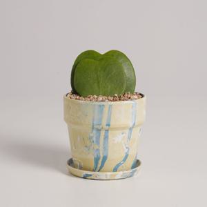 하트호야 누아누아 블루레몬소다 실내공기정화식물 소형