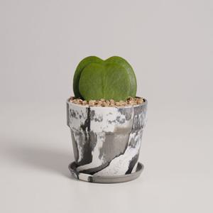 하트호야 누아누아 크림쿠키 실내공기정화식물 소형