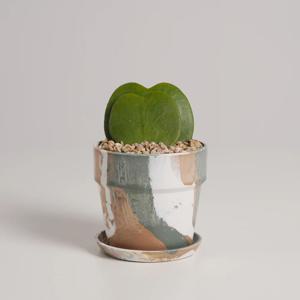 하트호야 누아누아 모카브리즈 실내공기정화식물 소형