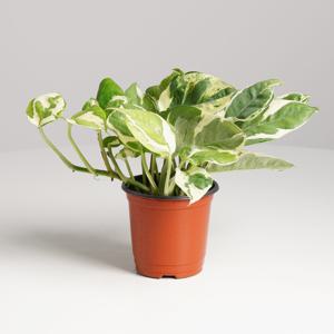 엔조이스킨 키우기쉬운 실내공기정화식물 인테리어식물 소형 모종