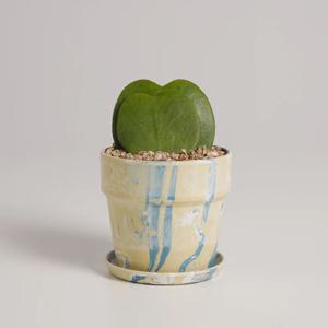 하트호야 누아누아화분 실내공기정화식물 8color