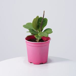 하트호야케리 중품 키우기쉬운 실내공기정화식물 인테리어식물 모종