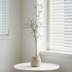 보틀트리 바오밥나무 공기정화식물 개업 이사 승진 축하화분