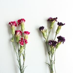 어버이날 미니 카네이션 드라이플라워 5송이 소량 - 용돈봉투, 청첩장 꾸미기 diy 재료