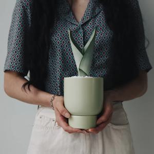 공기정화식물 문샤인 산세베리아 컬러받침 화분세트 집들이 개업화분