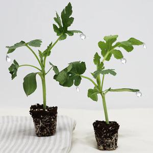 자몽수박 모종 키우기 20주 미니텃밭