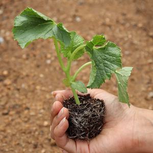 참외 모종 키우기 40주 미니텃밭