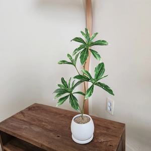 무늬백량금 조화 도자기화분세트 테이블 선반소품 홈데코 카페식물