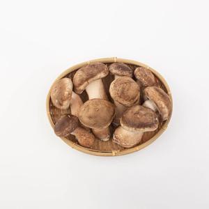 생 표고 송고버섯 (중) 600g