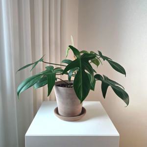 플로리다 뷰티 + 이태리 토분 세트